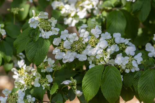 Viburnum Plicatum Tomentosum